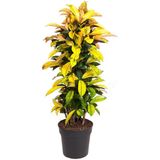 Kroton - Codiaeum variegatum'Mrs. Iceton'- Höhe 140-150cm - ?31cm