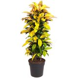 Kroton - Codiaeum variegatum'Mrs. Iceton'- Höhe 140-150cm - ?31cm