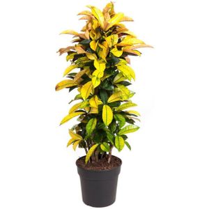 Plant in a Box Croton - Codiaeum variegatum  Iceton Hoogte 140-150cm - groen 4807311