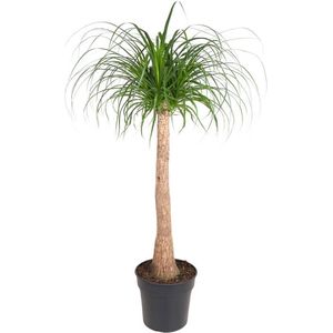 Plant in a Box Olifantenpoot - Beaucarnea recurvata Hoogte 120-130cm - groen 4811321
