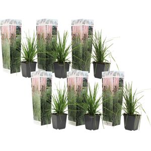 Plant in a Box -Cortaderia selloana - Set van 6 - Roze Pampas siergrassen - Pot 9cm - Hoogte 25-40cm