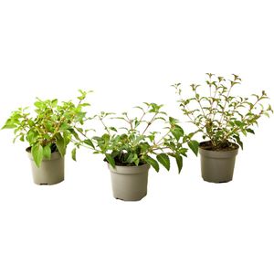 Plant in a Box - Mix van 3 Fuchsia magellanica - Delta Sarah, Lady Thumb, Fuchsia Ricartonnii - Bloeiende tuinplanten - Pot 9cm - Hoogte 10-20cm