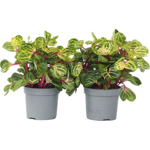 Plant in a Box - Blutblatt - 2 Stk - Iresine herbstii - Höhe 20-30cm - Topf 13cm