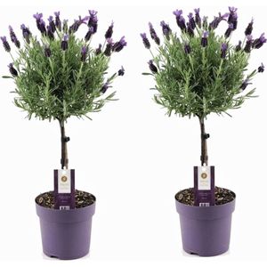Lavandula stoechas Anouk - Set van 2 - Lavendelboom - Pot 15cm - Hoogte 45-55cm Lavendel P15 x2