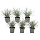 Plant in a Box - Festuca glauca 'Elijah Blue' - Set van 6 Festuca - Winterharde tuinplanten - Siergras - Pot 9cm - Hoogte 10-15cm