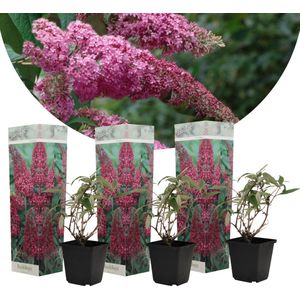 Plant in a Box Vlinderstruik - Buddleja davidii Pink Delight Set van 3 Hoogte 25-40cm - groen 2523033