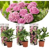 Plant in a Box - Hydrangea macroph. Roze - Set van 3 - Hortensiaroos - Pot 9cm - Hoogte 25-40cm