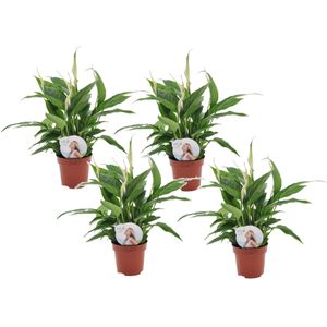 Plant in a Box - Spathiphyllum 'Lepelplant' - Set van 4 - Luchtzuiverend - Kamerplant - Pot 12cm - Hoogte 30-40cm