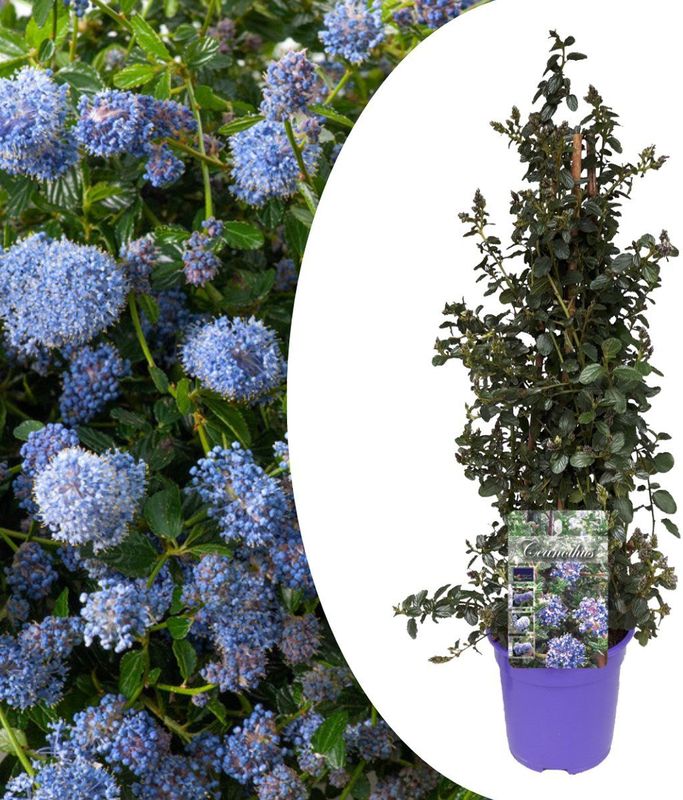 Plant in a Box - Säckelblume - Ceanothus thyrsiflorus Repens - Höhe 60-70cm - Topf 17cm