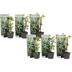 Plant in a Box - Set van 6 Hydrangea 'Petiolaris’ - Klimhortensia - Pot 9cm - Hoogte 25-40cm