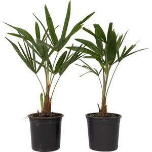 Plant in a Box - Trachycarpus Fortunei - Set van 2 - Winterharde Aziatische Waaierpalmboom - Pot 15cm - Hoogte 35-45cm