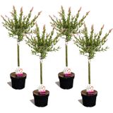 Plant in a Box - Salix integra Flamingo - Set van 4 - Tuinplant - Bonte wilg - Winterhard - Pot 17cm - Hoogte 60-80cm