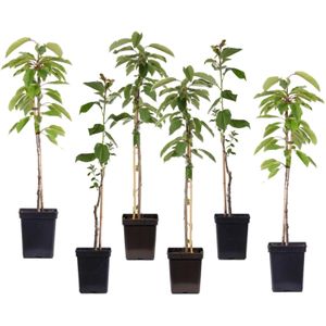 Fruitzuilen - Set van 6 - Apple, pear - Hoogte 60-70cm -⌀9cm