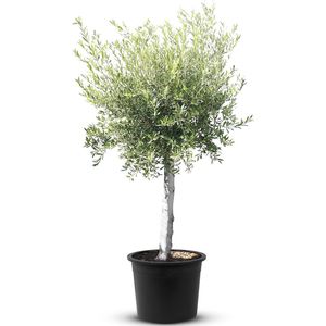 Tropictrees - Olijfboom - Olea Europea - Olijfboom op stam - Winterhard - Groenblijvend - Hoogte ca. 180cm
