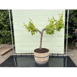 Druivenboom -  Vitis Vinifera - Op oude stam in wijnvat - Stamomvang ⌀ 18-22cm - Hoogte  110-130cm