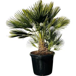 Palmboom - Chamaerops Humilis - Europese Dwergpalm - Winterhard - Pot ⌀ 40cm - Hoogte  ca. 150cm