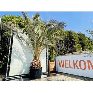 Palmboom - Phoenix Canariensis - Canarische Dadelpalm - Pot ⌀ 80cm - Hoogte  300-350cm