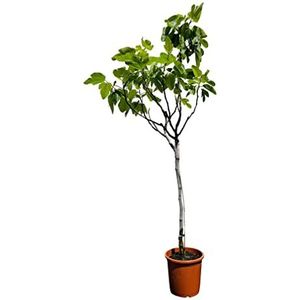 Tropictrees Ficus Carica - vijgenboom - echte fruitboom - hoogte: 150 cm - vorsthard - voor binnen en buiten - grote en lekkere vruchten - perfect voor elke tuin