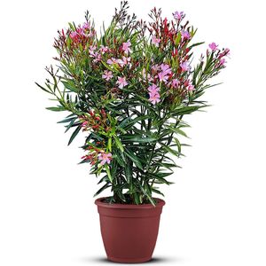Nerium Oleander - Oleander Roze - Roze bloemen - Pot ⌀ 27cm - Hoogte 80-100cm