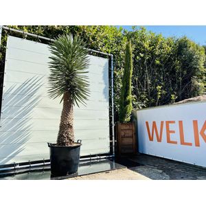 Palmboom - Yucca Filifera - Palmlelie - Winterhard - Pot ⌀ 38cm - Hoogte  250-280cm