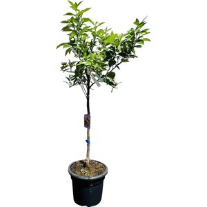 Tropictrees - Sinaasappelboom - Citrus Sinensis - Sinaasappel - Eetbaar - Citrusboom - Hoogte ca. 150cm