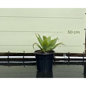 Agave - Attenuata - Pot ⌀ 18cm - Hoogte  25-50cm