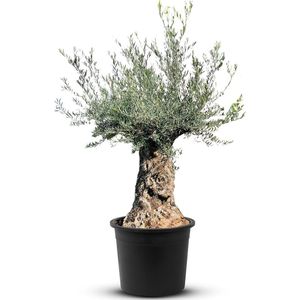 Tropictrees - Olijfboom - Bonsai - Winterhard - Stamomvang ⌀120-140 cm - Hoogte 260