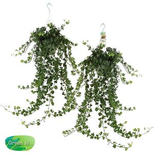 Duo Hedera helix 'Wonder' - 50 cm, Ø 17