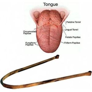 Tongreiniger 1 stuk | Tongschraper | Materiaal: Koper