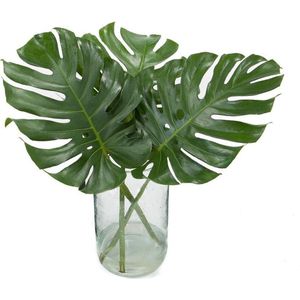 Monstera Blad (gatenplant) - 5 stuks