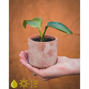 STRELITZIA NICOLAI KWEEKSETJE - GROW YOUR OWNN