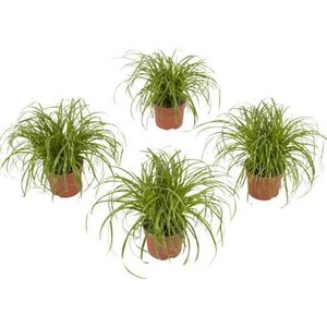 4 stuks Kattengras - Cyperus Alternifolius 'Zumula' 20cm hoog