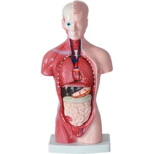 Anatomisch model - 26cm - Bovenlichaam - Menselijk lichaam - Educatief - Biologie - Anatomie