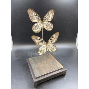 Opgezette Vlinders in Stolp - Vlinder In Glazen Stolp - Vlinderstolp Glas - Bruin - 35 cm