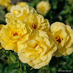 Klimroos - Rosa 'Climbing Friesia' - Klimroos