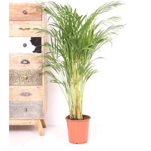 Areca palm 110 cm hoog - 21cm potmaat - Grote kamerplant - Dypsis Lutescens