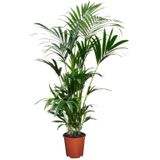 Plant in a Box Kentia Palm - Howea Forsteriana Hoogte 90-100cm - groen 1110001