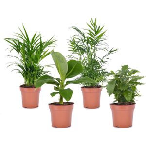 Plant in a Box Trendy Indoor - Groene kamerplanten Mix van 4 Hoogte 25-40cm - groen 3133004