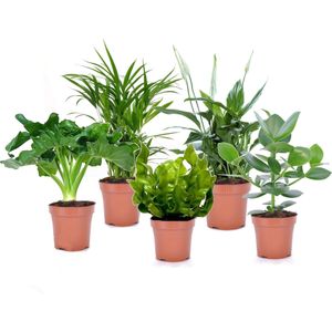 Plant in a Box - Luchtzuiverende kamerplanten - Mix van 5 stuks - Pot 12cm - Hoogte 25-40cm