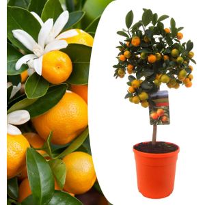 Plant in a Box - Citrus Calamondin - Citrusboom - Heerlijk geurende plant - Pot 19cm - Hoogte 55-65cm