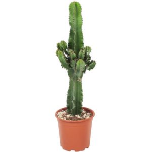 Plant in a Box - Euphorbia Eritrea - Cowboy Cactus - kamerplant - Pot 17cm - Hoogte 50-60cm