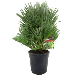 Plant in a Box - Chamaerops 'Vulcano' - Winterharde Dwergpalm - De perfecte tuinplant - Pot 24cm - Hoogte 45-55cm