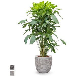 Caryota In Bol Pot