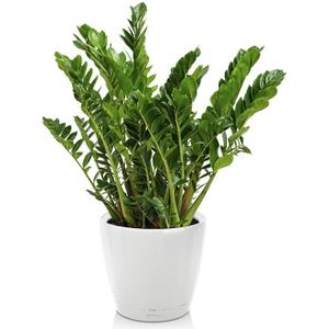 Zamioculcas in Zelfwatergevende Classico