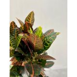 Croton Wonderstruik XL