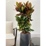 Croton Wonderstruik XL