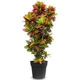 Croton Wonderstruik XL