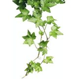 Hedera Helix Pittsburgh