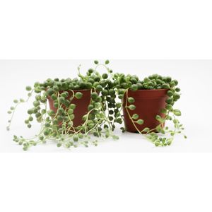 Ikhebeencactus | Senecio Rowleyanus | String of pearls | prachtige groene hangplant | Set van 2 stuks | 8.5 cm pot