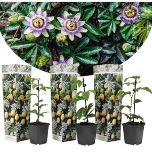 Plant in a Box - Set van 3 Passiflora Edulis - Passievrucht - Klimplanten - Pot 9cm - Hoogte 25-40cm